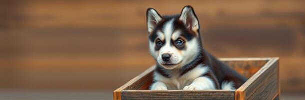 Cute husky puppy resting in wooden box at home with soft lighting creating a warm atmosphere photo