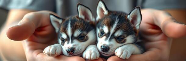 Two adorable husky puppies resting in a person's hands indoors, showcasing their playful expressions and fluffy fur photo