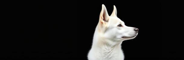 White husky poses gracefully against a black backdrop highlighting its features and elegance photo