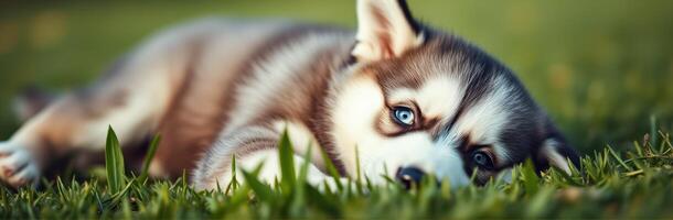 Playful husky puppy relaxing on green grass during sunny afternoon in the garden photo