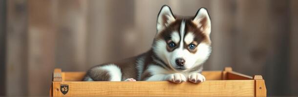 Cute husky puppy relaxing in a wooden crate indoors with soft lighting photo