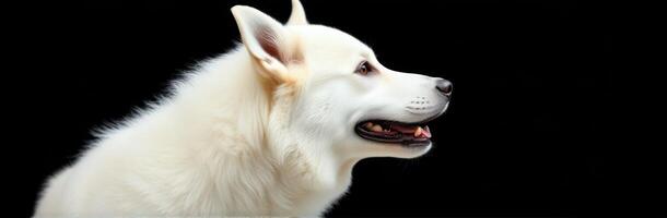 Majestic white dog with fluffy fur posing against a dark background photo