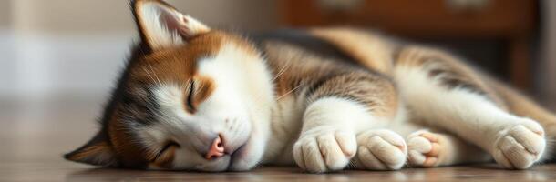 Calico cat peacefully napping on wooden floor in cozy indoor space during daylight hours photo