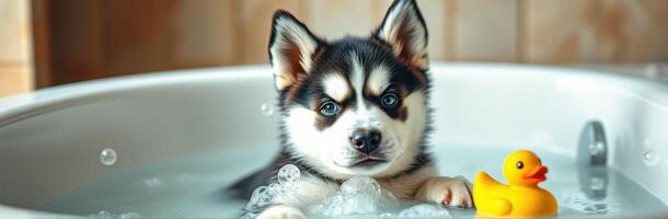 Cute husky puppy enjoys bath time with yellow rubber duck in a bright bathroom setting photo