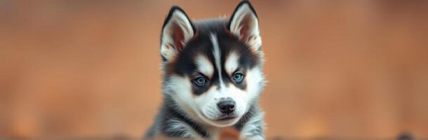 Cute husky puppy exploring a cozy space with curious eyes in soft lighting photo