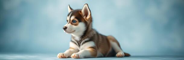 Cute puppy lounging calmly against a soft blue background with an adorable expression photo