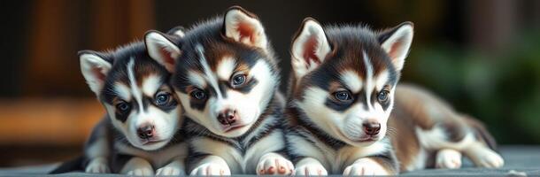 Three adorable husky puppies resting together in a cozy indoor setting during the afternoon light photo