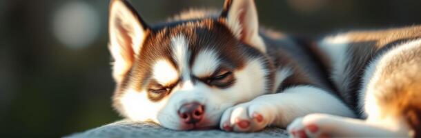 Cute husky puppy peacefully sleeping in sunlight at a park in the afternoon photo
