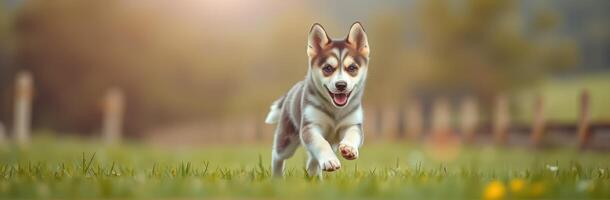 Happy puppy running freely on a green field in the sunlight during the late afternoon photo