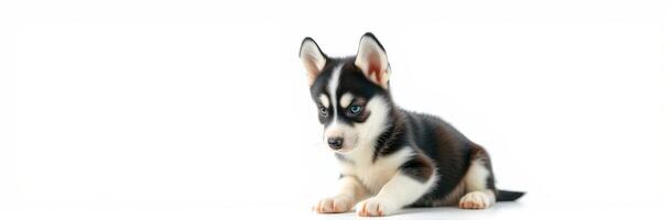 Cute husky puppy lying on a white background, showcasing playful demeanor and unique markings photo