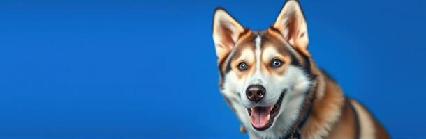 Playful husky with bright blue background showcases friendly demeanor and captivating smile photo