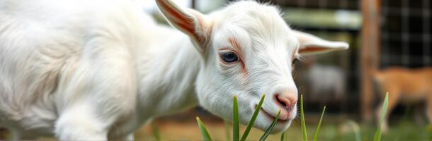 White goat grazing on fresh green grass in a farm setting during daylight hours photo