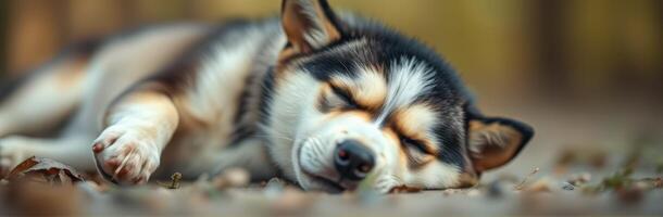 Sleeping husky puppy resting peacefully on autumn leaves in a serene park setting photo