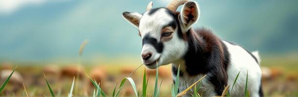 Young goat grazing in a lush green meadow under a blue sky in the mountains during daylight hours photo
