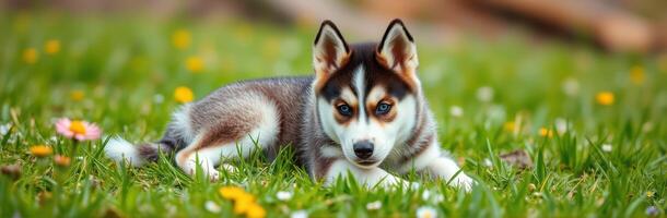 Cute husky puppy lying on a grassy field filled with colorful flowers in a sunny park photo