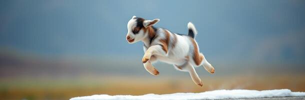Cute baby goat jumps joyfully in a snowy landscape during a bright winter day photo