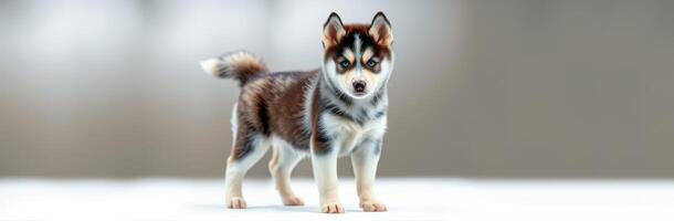 Cute husky puppy stands alert on a simple background, showcasing distinct fur patterns and playful demeanor photo