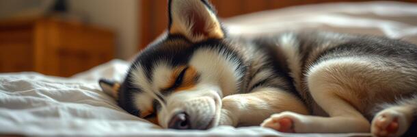 Playful husky puppy sleeps soundly on cozy bed in warm, inviting room during afternoon photo