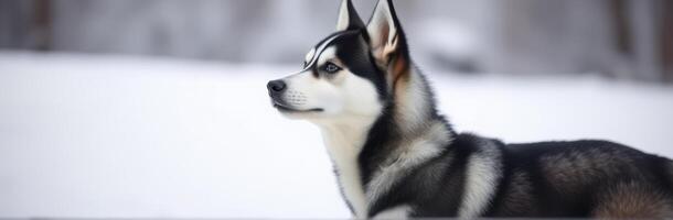 Siberian husky stands gracefully amidst winter scenery in a snowy landscape photo