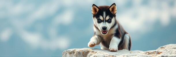 Playful husky puppy exploring rocky terrain in the mountains under bright sky photo