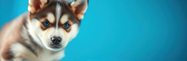 Playful husky puppy explores a vibrant blue background with curious eyes photo