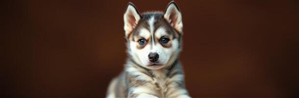 Cute husky puppy lying down with a curious expression on its face in a soft-focus background photo