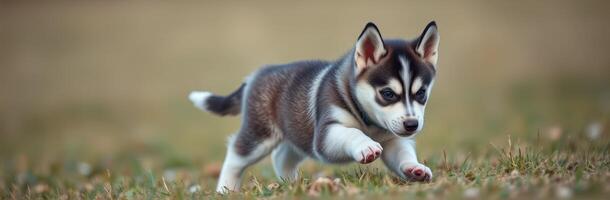 Cute husky puppy running in a grassy field on a sunny day during early springtime photo