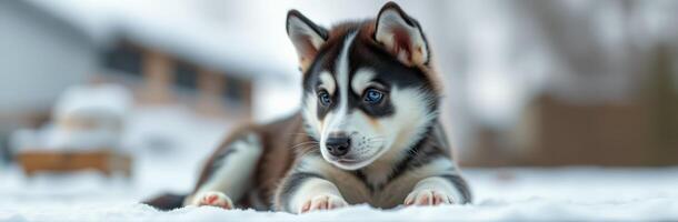 Cute husky puppy playing in the snow during winter at a suburban home, showcasing its fluffy fur and curious demeanor photo