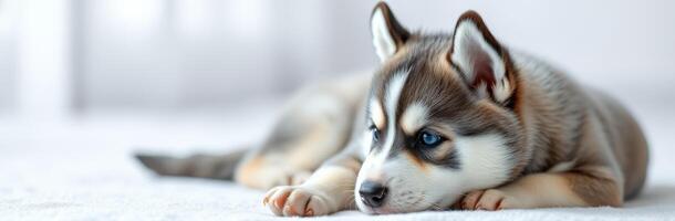 Playful husky puppy relaxing indoors on a soft surface during the afternoon light in a cozy home setting photo