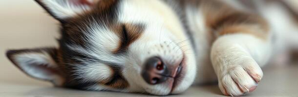 Adorable sleeping puppy rests peacefully indoors on a cozy floor during a sunny afternoon photo