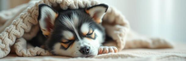 Cozy puppy sleeping peacefully under a soft blanket by the window during the morning sunlight photo