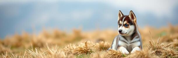 Siberian husky puppy relaxes in a grassy field during a sunny afternoon in the countryside photo