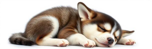 Cute brown and white puppy sleeping peacefully on a soft surface during daylight photo