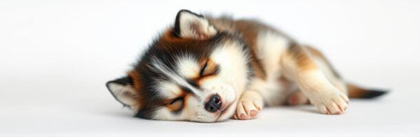 Cute puppy sleeping peacefully on a white surface during a calm afternoon photo