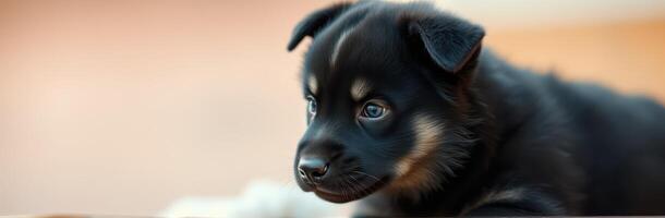 Adorable black and tan puppy relaxing indoors on a sunny afternoon photo