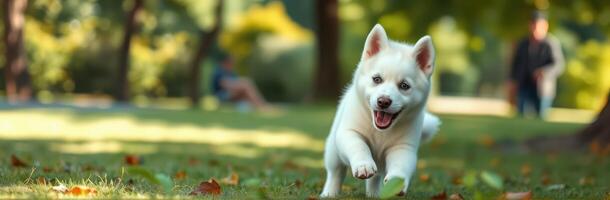 Happy puppy running through a park on a sunny autumn day with colorful leaves scattered on the ground photo