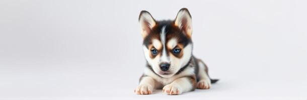 Cute husky puppy lying on white background with bright blue eyes and unique fur pattern photo