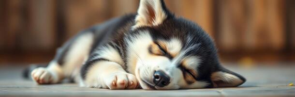 Cute sleeping husky puppy resting peacefully on tiled floor in sunny indoor space photo