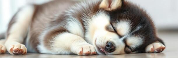 Cute husky puppy sleeping peacefully at home in soft light during the afternoon photo
