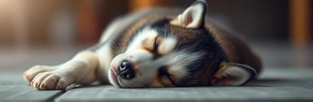 Cozy afternoon of a sleeping husky puppy resting on the floor in a warm, sunlit room photo