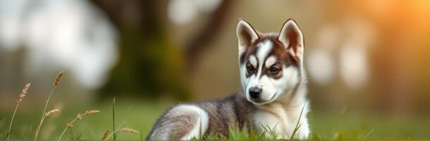 Siberian husky puppy resting in a grassy area during golden hour photo
