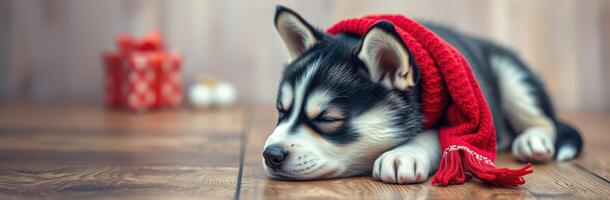 Cute husky puppy sleeping on wooden floor wrapped in red scarf with holiday decorations in the background photo