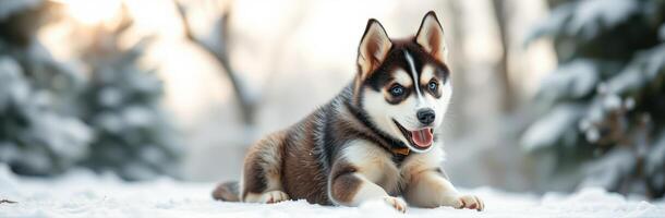 Cute husky puppy playing in the snow during winter at a peaceful park in the late afternoon sunlight photo