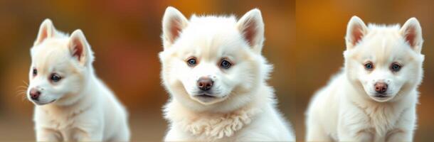 Adorable young white dog poses in three adorable expressions during autumn afternoon photo