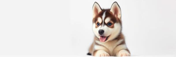 Cute husky puppy with striking eyes smiling while lying on a white background photo