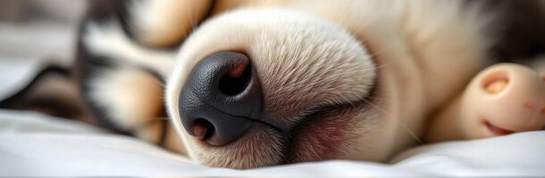 Cute puppy sleeping peacefully on a cozy blanket in a well-lit room during the afternoon photo
