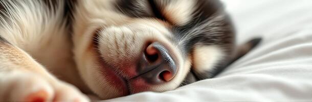 Sleepy puppy rests on soft bed with peaceful expression in bright room photo