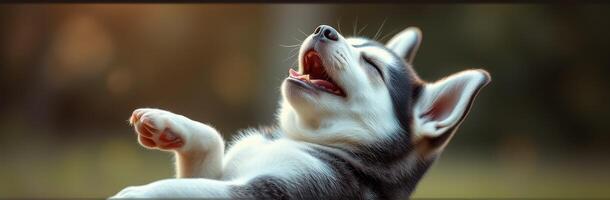Happy husky puppy enjoying the warm sunlight while lounging outdoors in a serene garden setting photo
