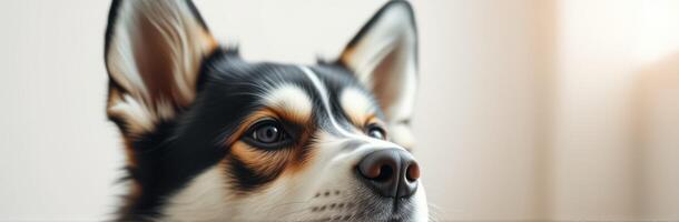 Corgi dog with attentive expression gazing curiously indoors during afternoon light photo