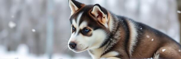 Cute husky puppy sitting in the snow while enjoying a winter day outdoors at a forest location photo